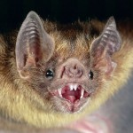 common-vampire-bat_505_600x450