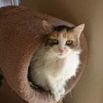 lisa-kitty in a tube