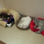 lisa-its tough being a kitty