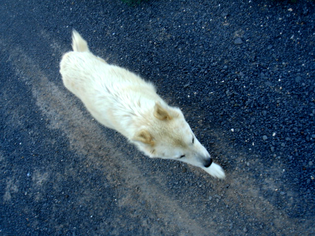 whitedog1