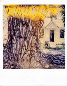 terry-old-cottonwood-old