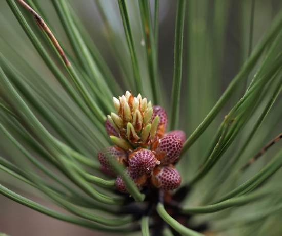 Ponderosa tumescence