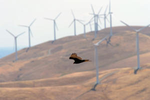 A turkey vulture flies among the dormant wind turbines at the now mothballed Tres Vaqueros wind farm in the Altamont area of Contra Costa County, Calif., on Friday, May 8, 2015. The question of how many birds are killed on the Altamont Pass by the wind turbines located there has once again reared its ugly head. The number of estimated deaths due to the turbines ranges from zero to about 6,000 per year. This includes birds of all species including golden eagles. A new "background mortality" study, which will come up with estimates on how many birds in the area might be dying from causes other than the turbines, will be released soon. (Dan Honda/Bay Area News Group)