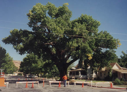 bigtree1.jpg - 40489 Bytes