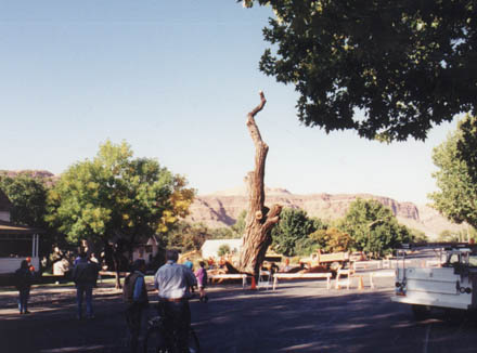 bigtree2.jpg - 35959 Bytes