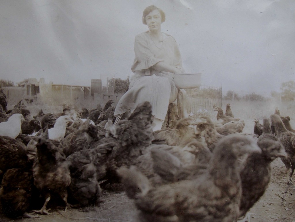 SADIE-CHICKENS