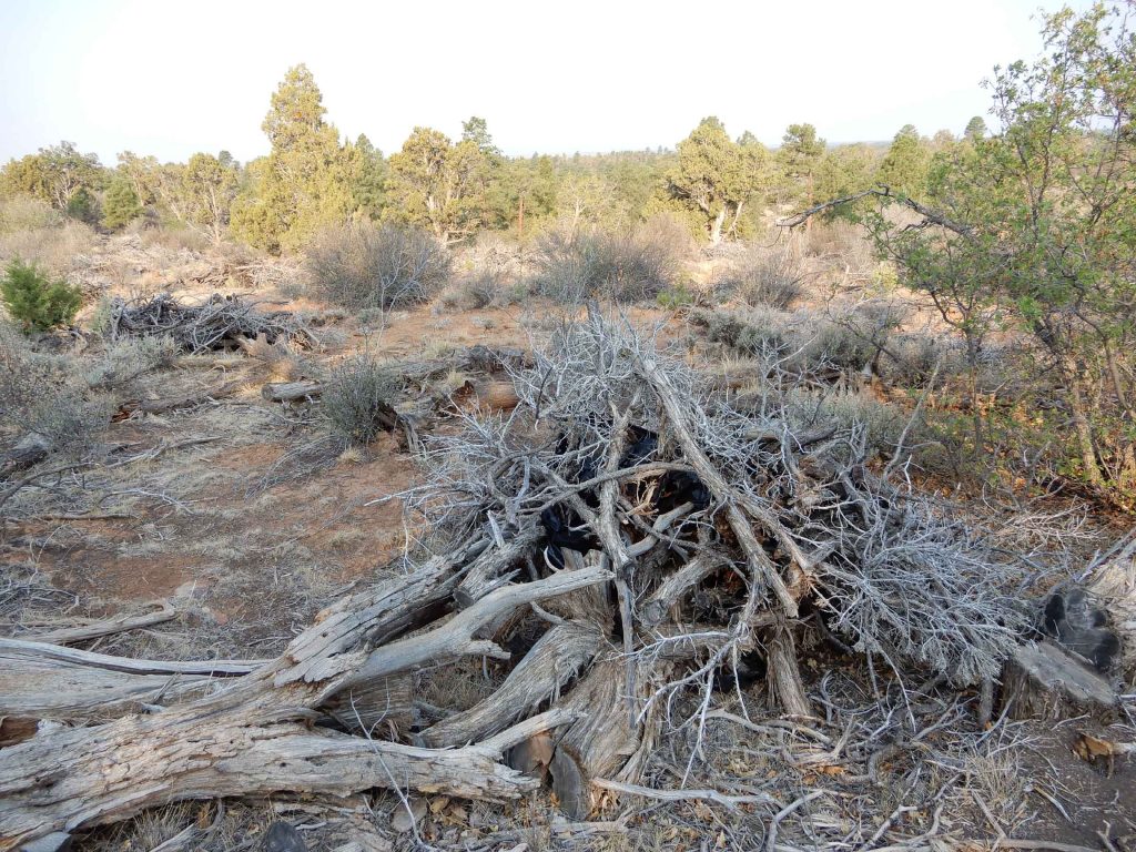 Devils Canyon slash piles