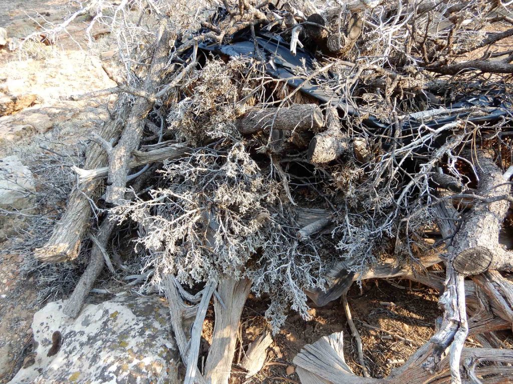 Dead juniper debris, wrapped in plastic.
