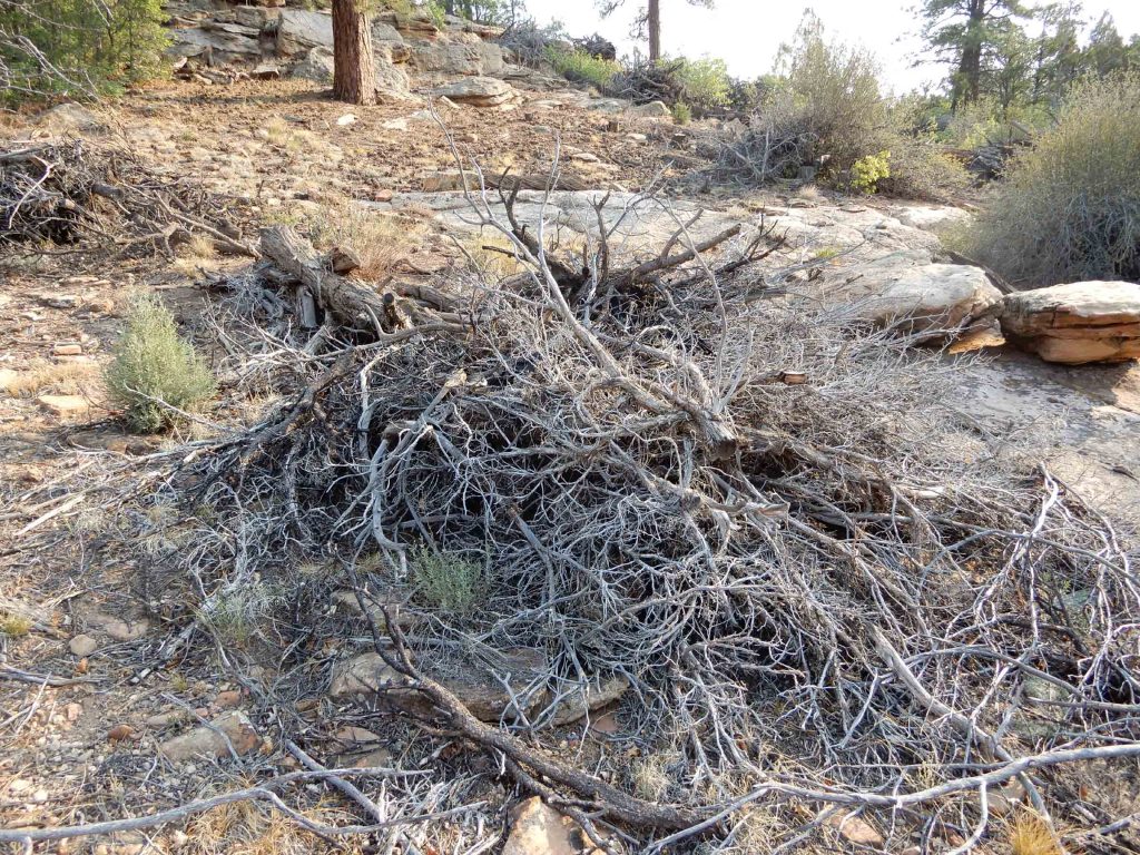 Devils Canyon slash piles