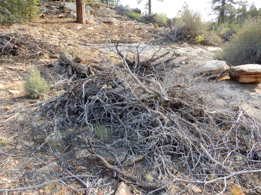 Devils Canyon slash piles 

