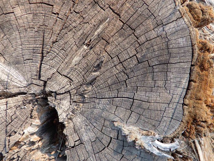 Tree rings on the downed juniper.