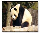 panda