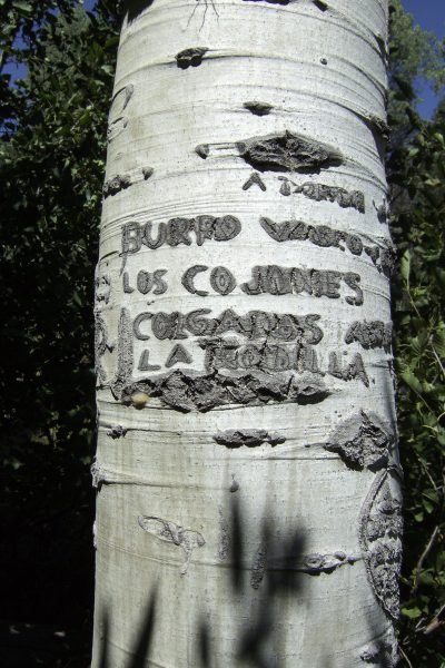 Basque Arborglyph