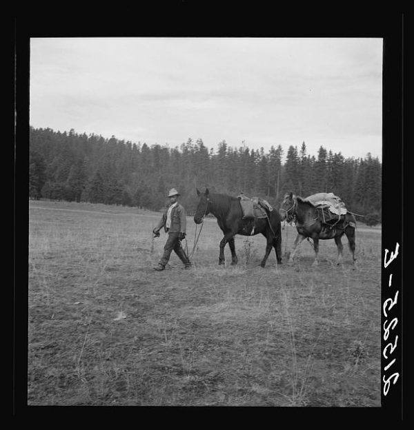 Basque sheep herder leading pack train down from summer camp in Bear Valley. Trip takes thirty-five days going up, twenty days coming down. Adams County, Idaho