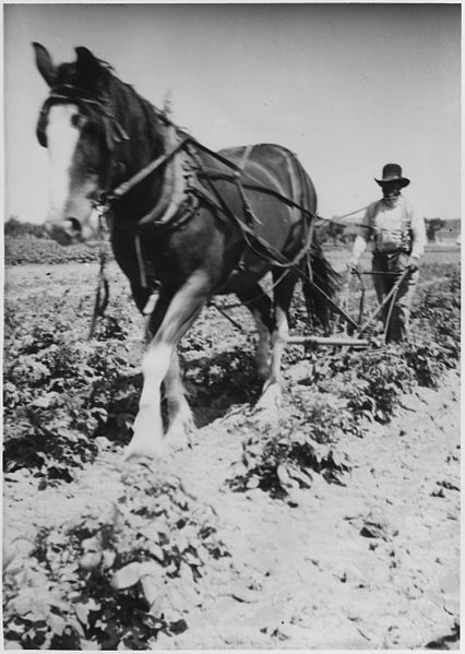 horse pulling plow hand held by man