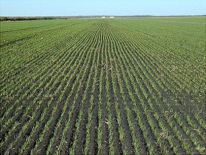 Germination of winter wheat at Open Grounds Farm in Beaufort, North Carolina