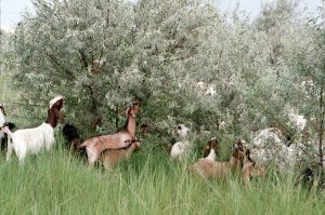 Goats graze on a Russian olive tree at the Barker Ranch in Washington State.