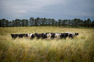 a field of cows grazing using the savory method in a healthy field of grasses