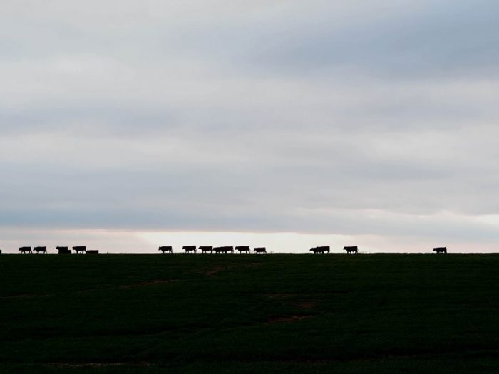 Kansas Cows. Photo by Jim Stiles