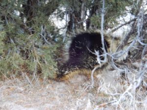 Porcupine at Arches. Photo by Jim Stiles