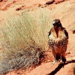 Red Tail Hawk at Arches. Photo by Jim Stiles