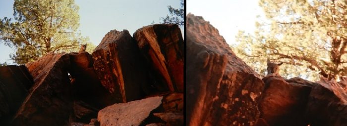 Bobcat at Arches. Photos by Jim Stiles