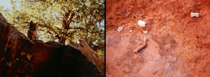 (Left) Bobcat at Arches. (Right) Remains of its meal. Photos by Jim Stiles