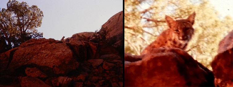 Bobcat at Arches. Photos by Jim Stiles