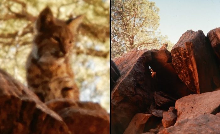 Bobcat at Arches. Photos by Jim Stiles