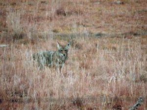 Coyote. Photo by Jim Stiles