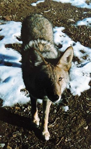 Coyote. Photo by Jim Stiles