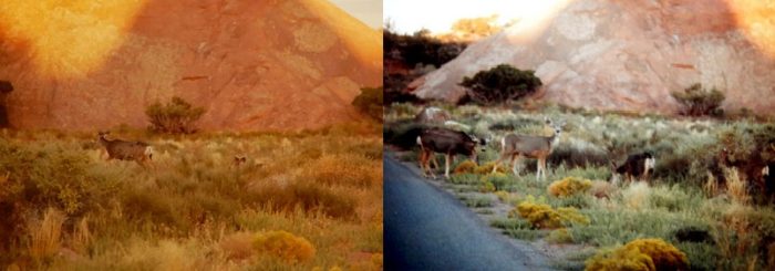 Mule Deer at Arches. Photos by Jim Stiles