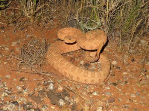 faded midget rattlesnake. c/o wikimedia commons