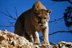 Mountain Lion. c/o Wikimedia Commons