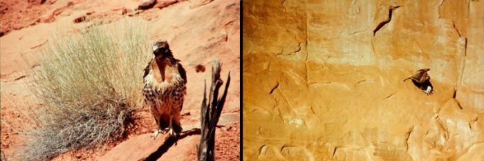 (left) Immature Red Tail Hawk and (right) Hawk in flight at Arches. Photos by Jim Stiles