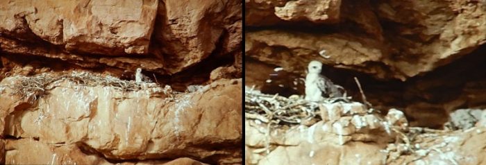 Baby Red Tail Hawk in its nest at Arches. Photo by Jim Stiles