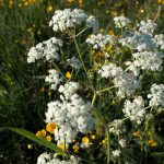 Hundejeks. Photo by Damon Falke