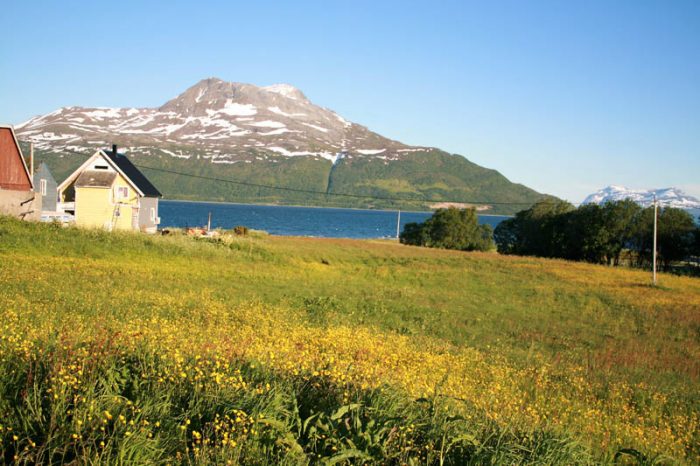 Fields of yellow flowers stretching between homes and barns. Photo by Damon Falke