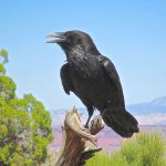 Raven. Photo by Tom Wylie