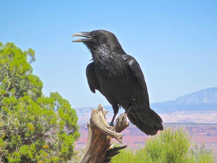 Raven. Photo by Tom Wylie
