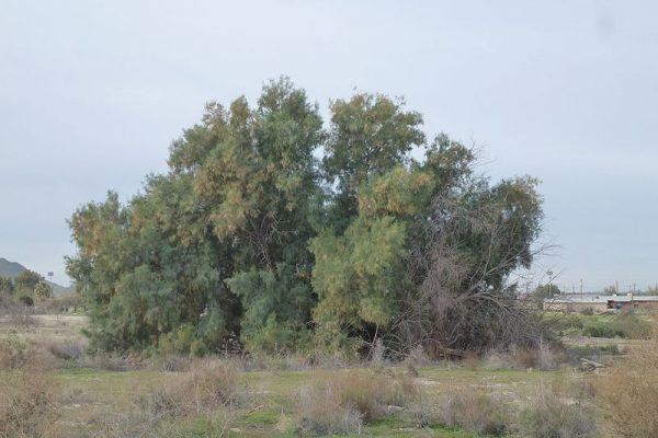 Athel tamarisk, Tamarix aphylla, 2013. Photo by Chris English. c/o Wikimedia Commons