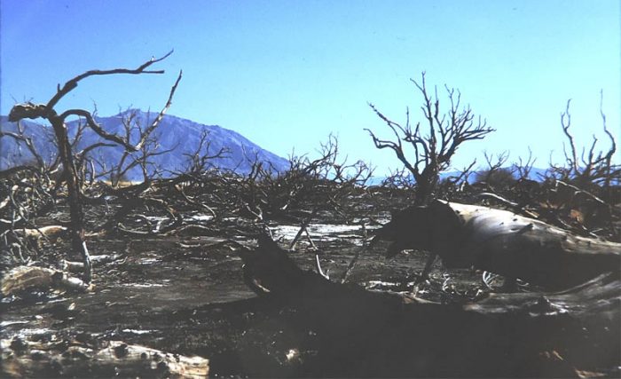 Mesquite Destruction at Death Valley. 1988. Photo by Jim Stiles.
