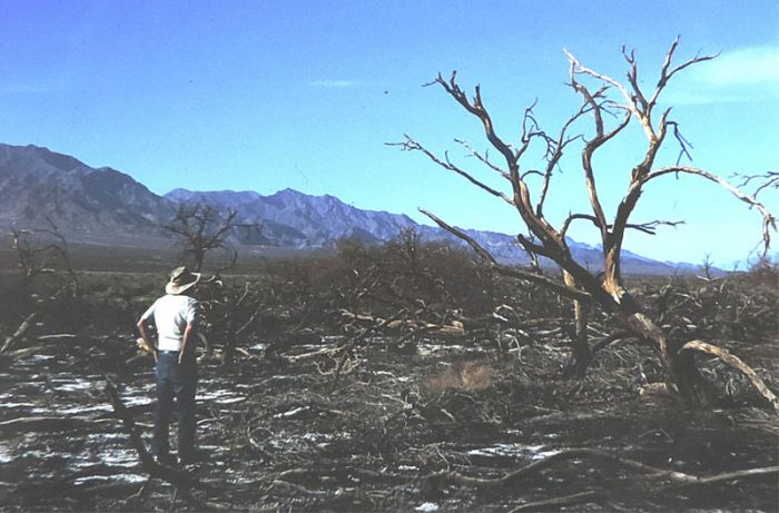 Mesquite Destruction at Death Valley. 1988. Photo by Jim Stiles.