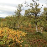 Høst. Photo by Damon Falke