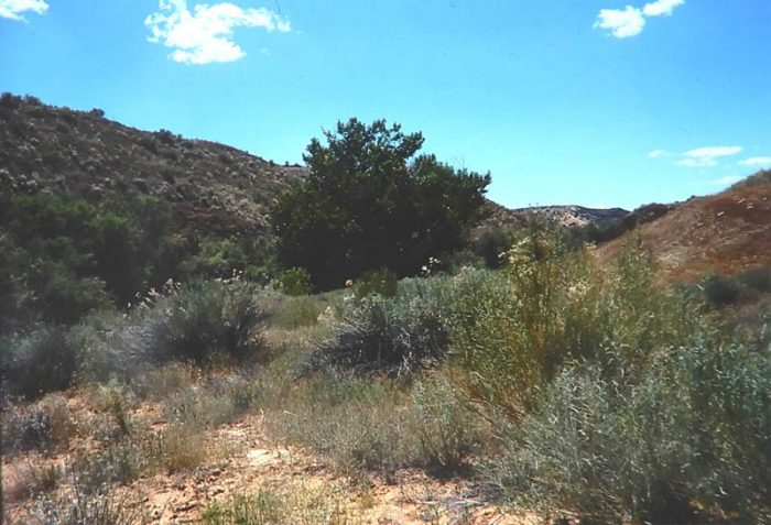 Before the tamarisk removal. Photo by Jim Stiles