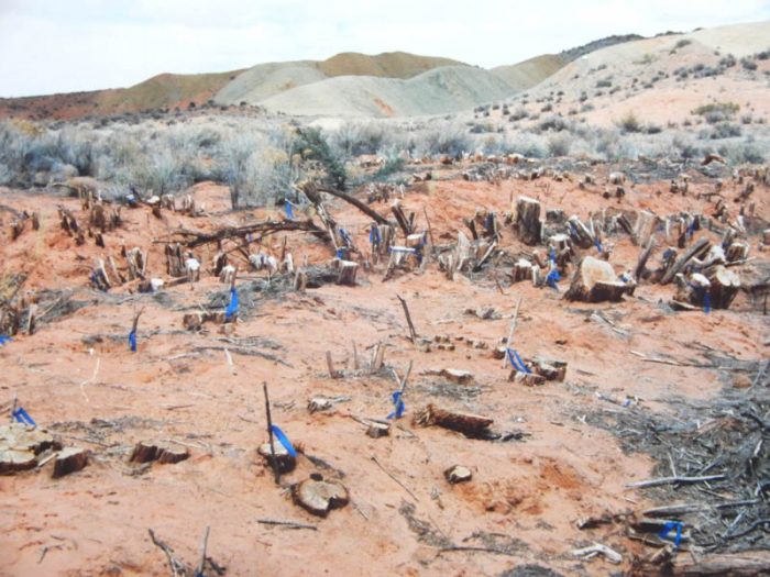 Tamarisk eradication. Photo by Jim Stiles