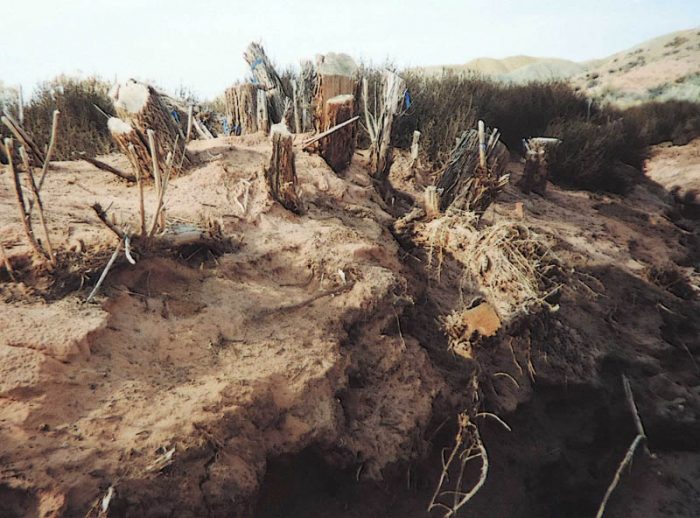 The results of tamarisk eradication. Photo by Jim Stiles