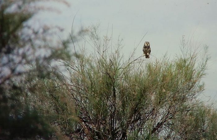 An owl nesting at the Secret Spring. Photo by Jim Stiles