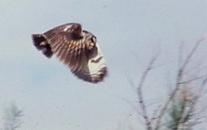 One of the many owls who preferred to nest in the Spring, before tamarisk removal. Photo by Jim Stiles