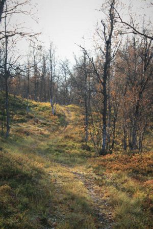 Leaves in the Footpath. Photo by Damon Falke